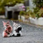 kaiyun-第50届超级碗录像视频